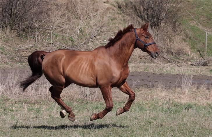 Dansk Varmblod Hundstoft`s Vulcanos billede 3