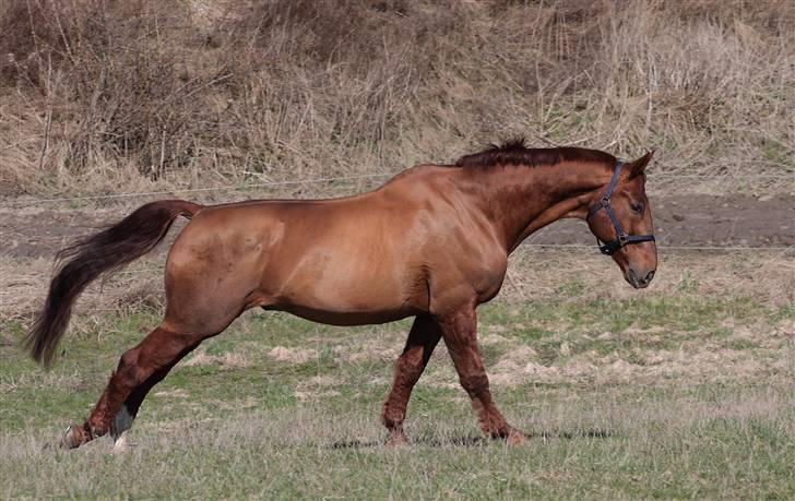 Dansk Varmblod Hundstoft`s Vulcanos billede 4