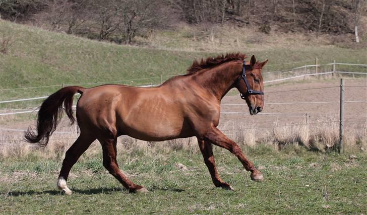 Dansk Varmblod Hundstoft`s Vulcanos billede 5