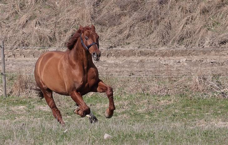 Dansk Varmblod Hundstoft`s Vulcanos billede 7
