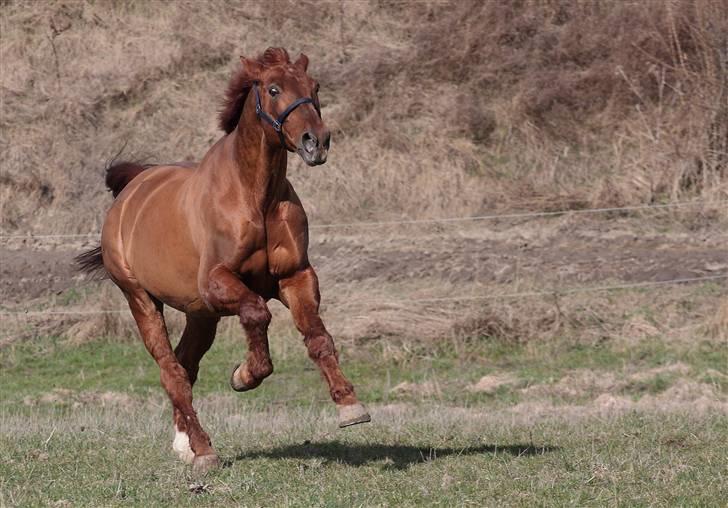 Dansk Varmblod Hundstoft`s Vulcanos billede 12