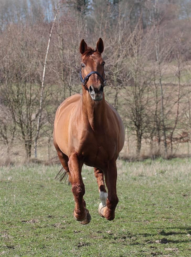 Dansk Varmblod Hundstoft`s Vulcanos billede 15