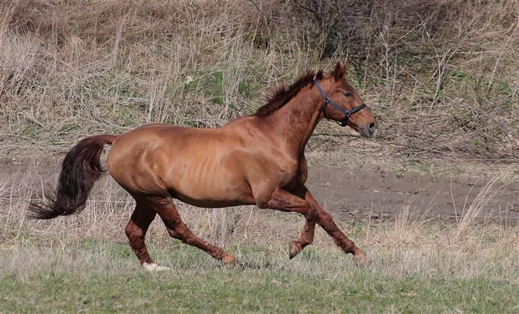 Dansk Varmblod Hundstoft`s Vulcanos billede 17