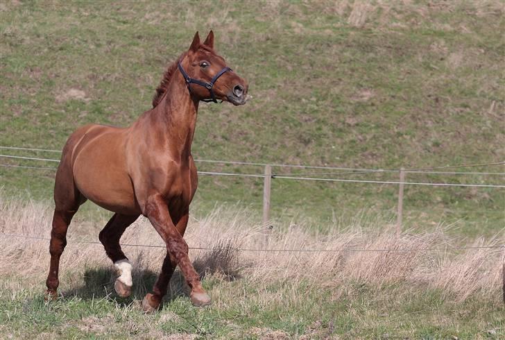 Dansk Varmblod Hundstoft`s Vulcanos billede 18