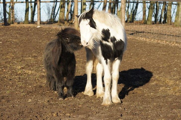 Tinker Hauge´s Aileen *solgt* billede 18