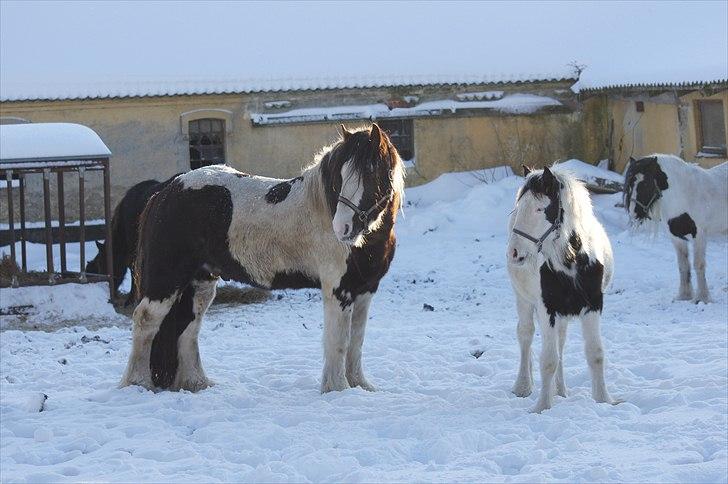 Tinker Hauge´s Aileen *solgt* - Aileen og hendes far Aodhan - jeg kan nu se mange ligheder imellem dem billede 20