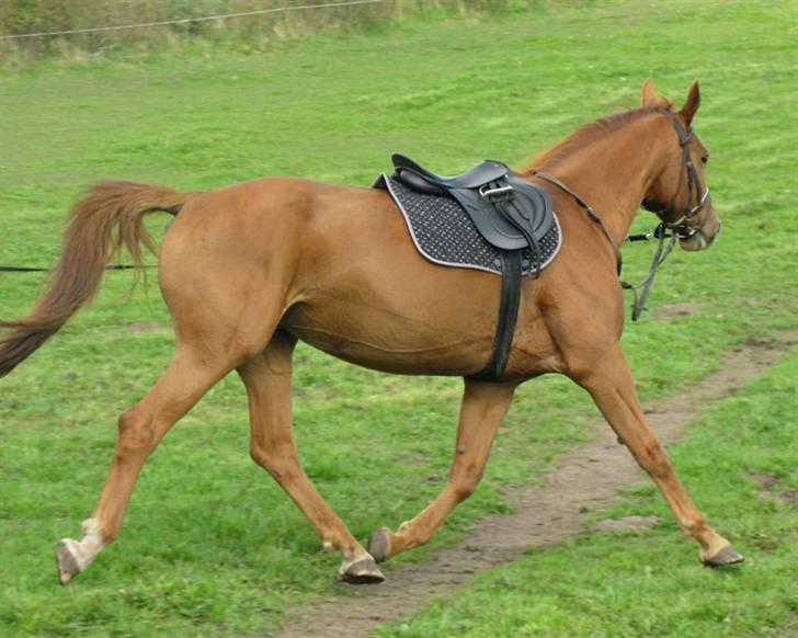 Dansk Varmblod Vinon billede 1