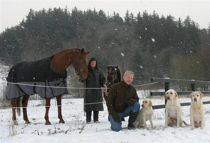 Dansk Varmblod Vinon billede 2