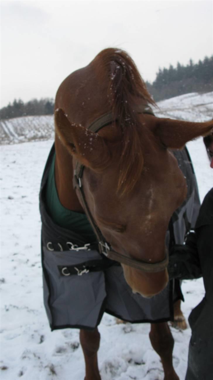 Dansk Varmblod Vinon billede 3