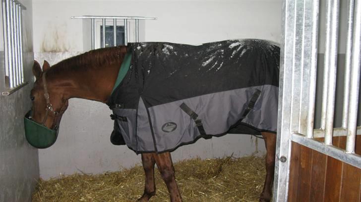 Dansk Varmblod Vinon billede 4