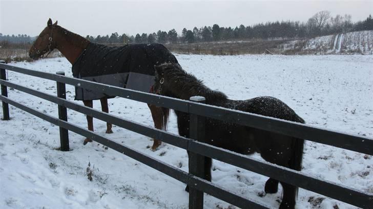 Dansk Varmblod Vinon billede 5