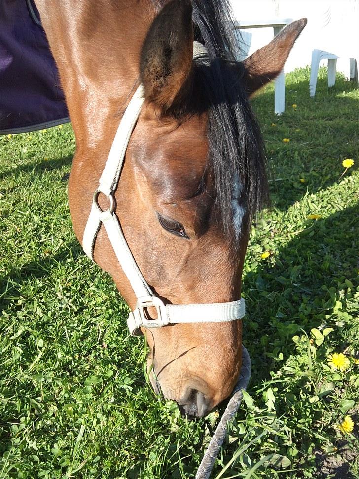 Holstener Ocean's Cypre billede 15