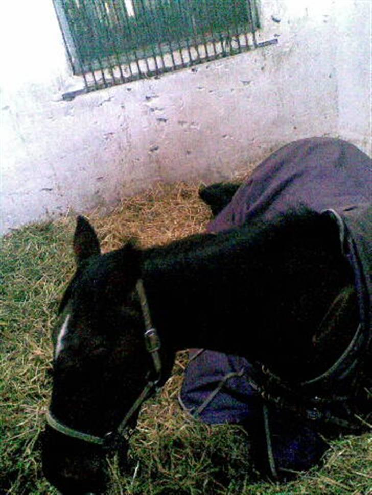 Holstener Ocean's Cypre billede 16