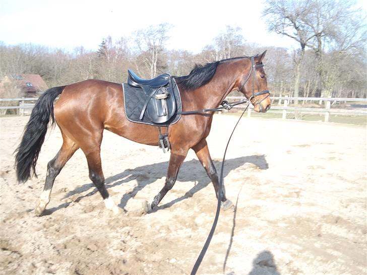 Holstener Ocean's Cypre billede 17