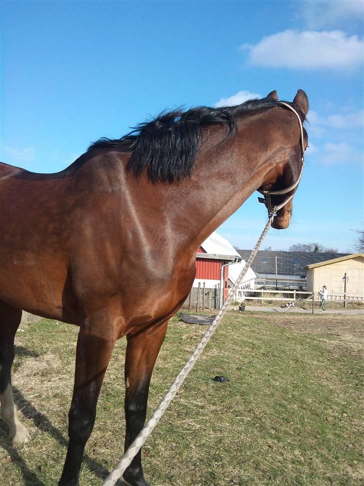 Holstener Ocean's Cypre billede 18