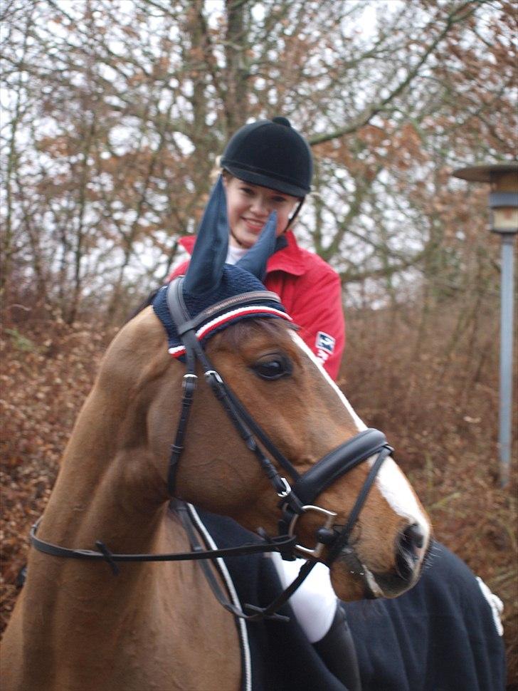 Zangersheide Elco Du Buisson Z billede 12