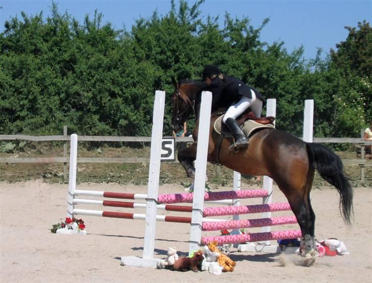 Anden særlig race Hector - Mig og min dejlig hest til stævne. Bamse spring. billede 1