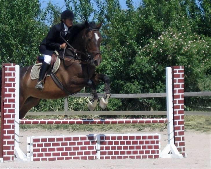 Anden særlig race Hector - stævne på herlev rideskole, sommeren 2008. det gik faktisk rigtigt godt billede 2