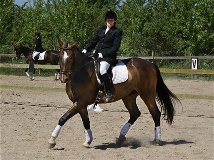 Anden særlig race Hector - Så er der dressur stævne på Herlev rideskole :D  billede 3