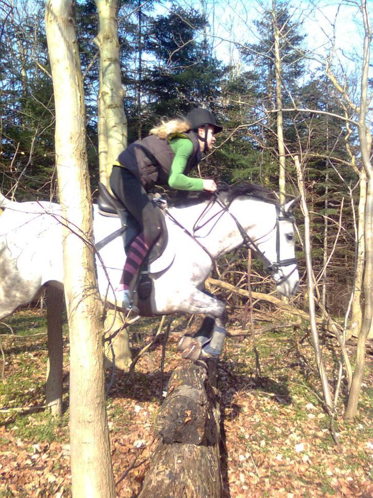 Arabisk fuldblod (OX) Team Sødrings Maximum - springet er 80cm :) billede 12