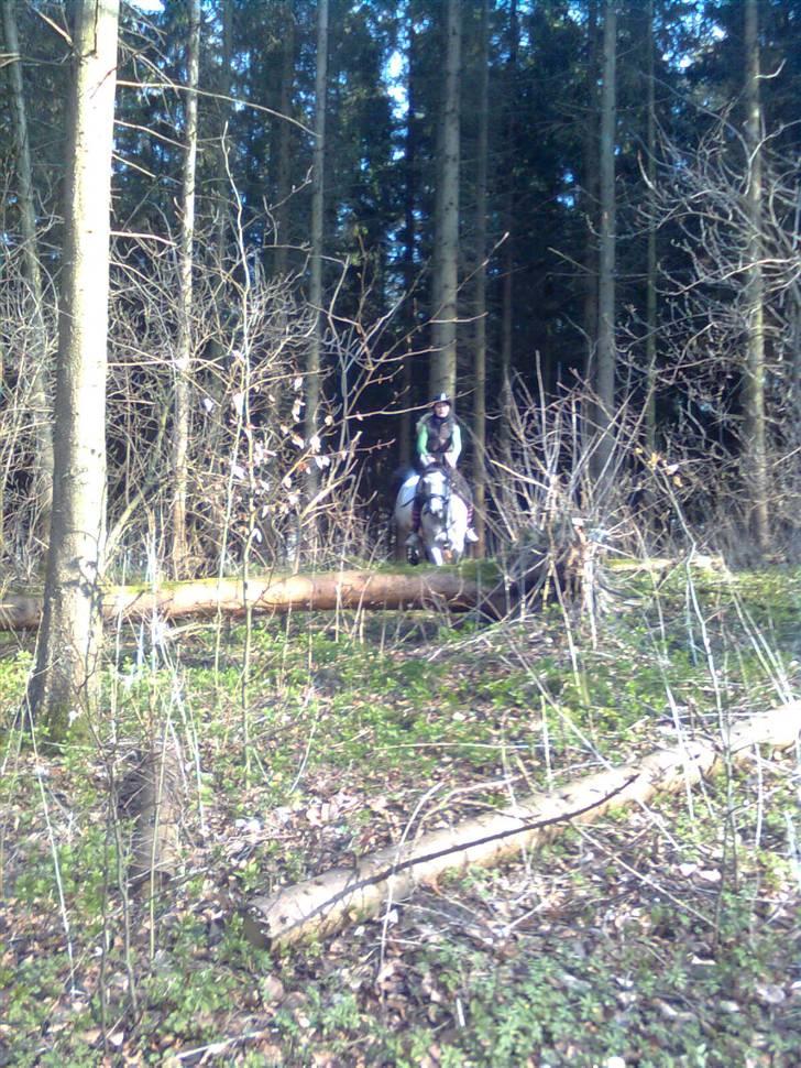 Arabisk fuldblod (OX) Team Sødrings Maximum billede 13