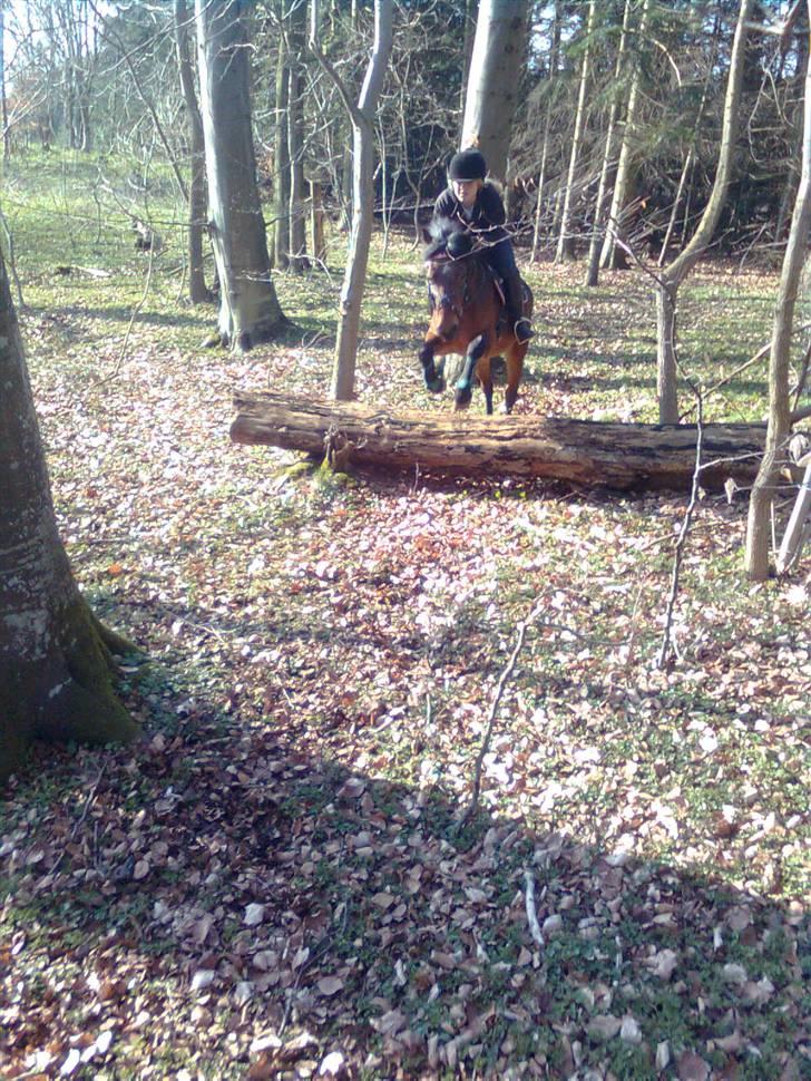 New Forest Team Sødrings Kitti - Sarah og Kitti springer træstammer :) billede 11