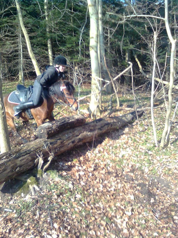 New Forest Team Sødrings Kitti - Sarah glemmer at klemme med lårene :) billede 12