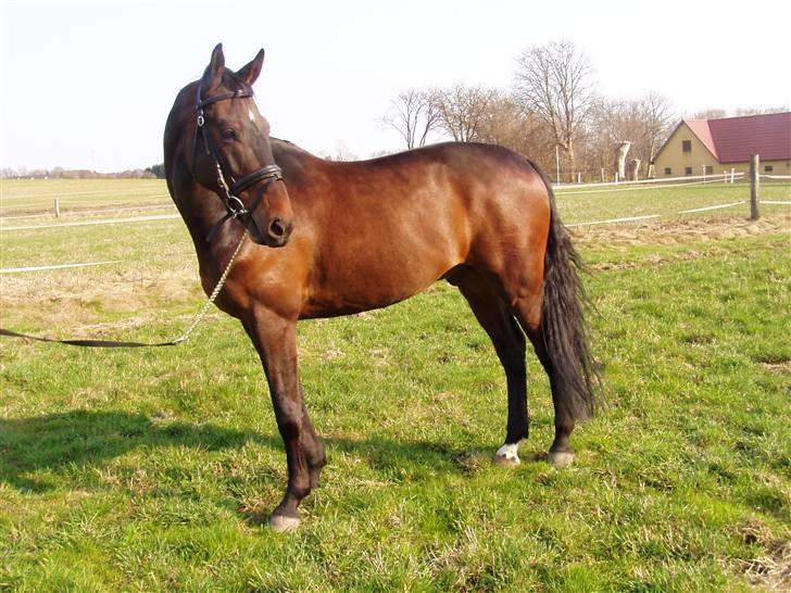 Holstener Hesteløkkens Chic - hvor er han dejlig <3 :) billede 9