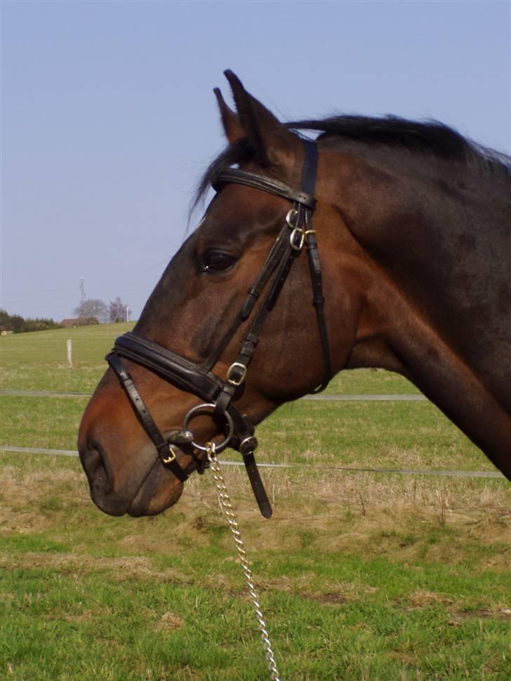Holstener Hesteløkkens Chic billede 10