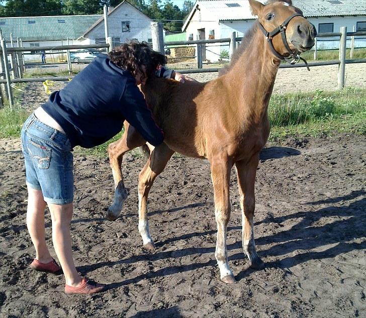 Pinto Kallestrups Omiaisis  - Hvad sker der lige her? billede 13