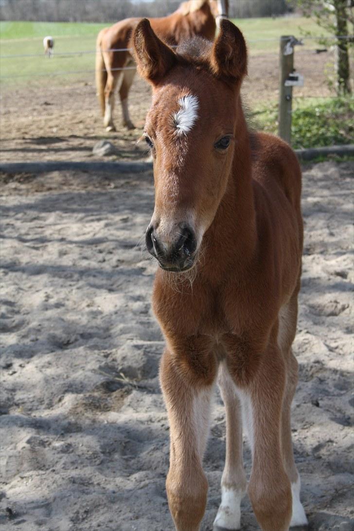 Pinto Kallestrups Omiaisis  billede 14