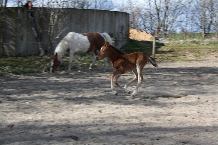 Pinto Kallestrups Omiaisis  billede 15