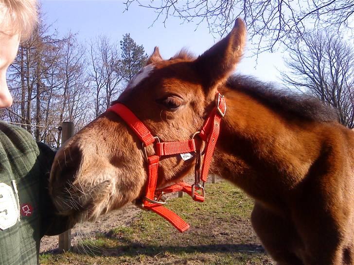 Pinto Kallestrups Omiaisis  billede 16