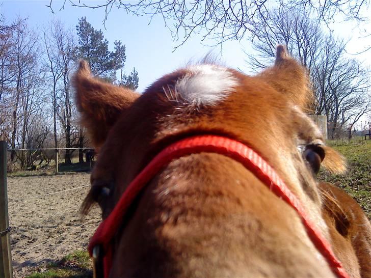 Pinto Kallestrups Omiaisis  billede 17