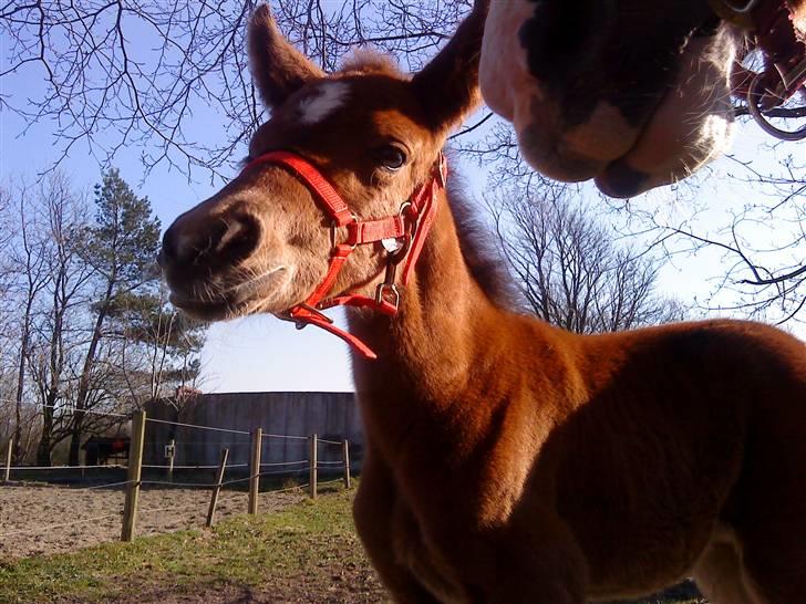 Pinto Kallestrups Omiaisis  billede 18