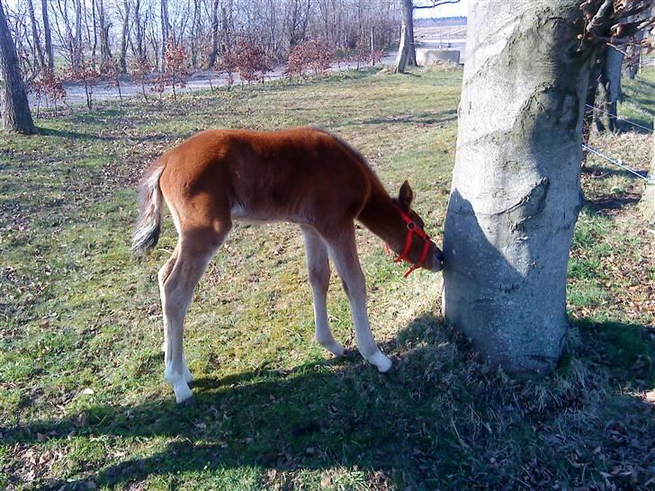 Pinto Kallestrups Omiaisis  billede 19