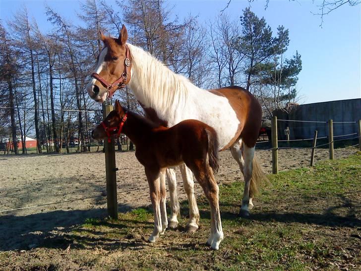 Pinto Kallestrups Omiaisis  billede 20