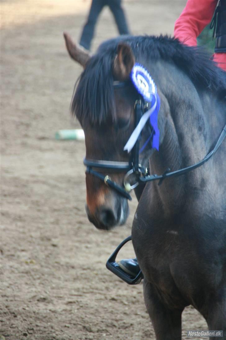 Anden særlig race Rapollo billede 1