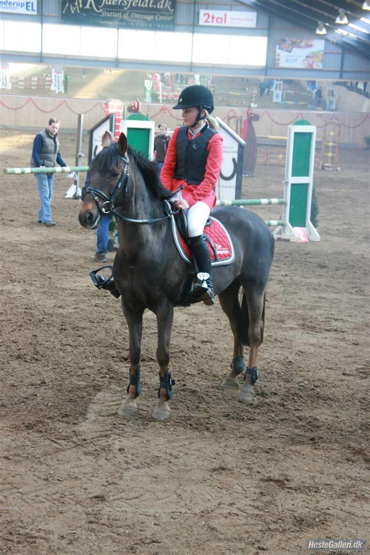 Anden særlig race Rapollo billede 2