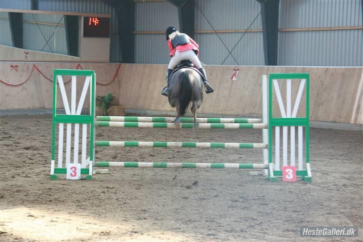 Anden særlig race Rapollo billede 3