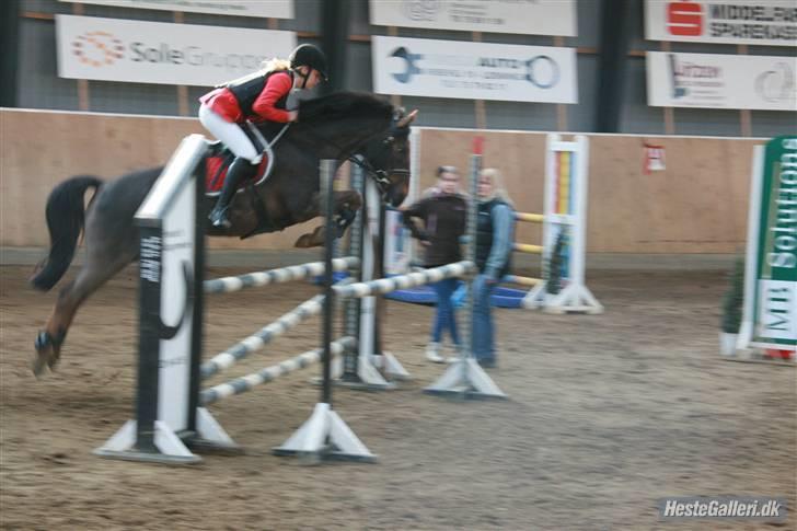 Anden særlig race Rapollo billede 4