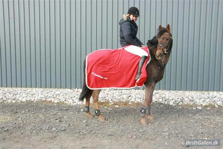 Anden særlig race Rapollo billede 6