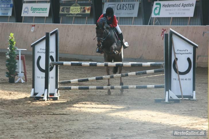 Anden særlig race Rapollo billede 7