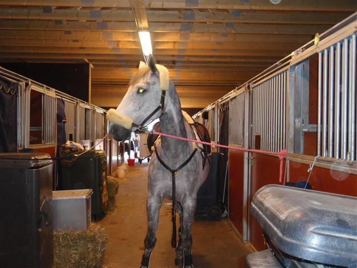 Mecklenburger Celine VI - I stævne stalden i Kristiansand - Norge billede 8