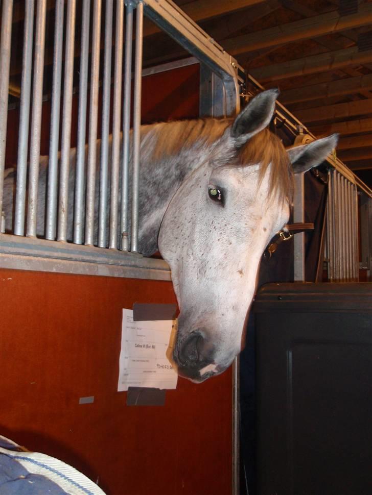 Mecklenburger Celine VI - I stævne stalden i Kristiansand - Norge billede 9