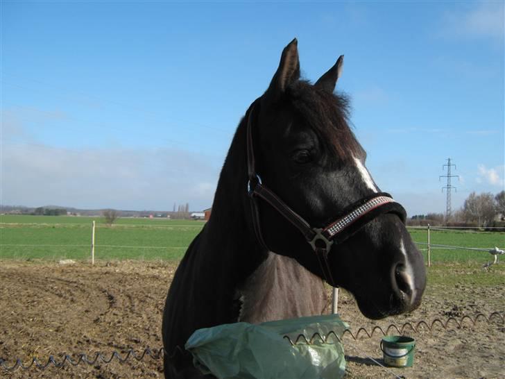 New Forest Princess Beauty billede 15