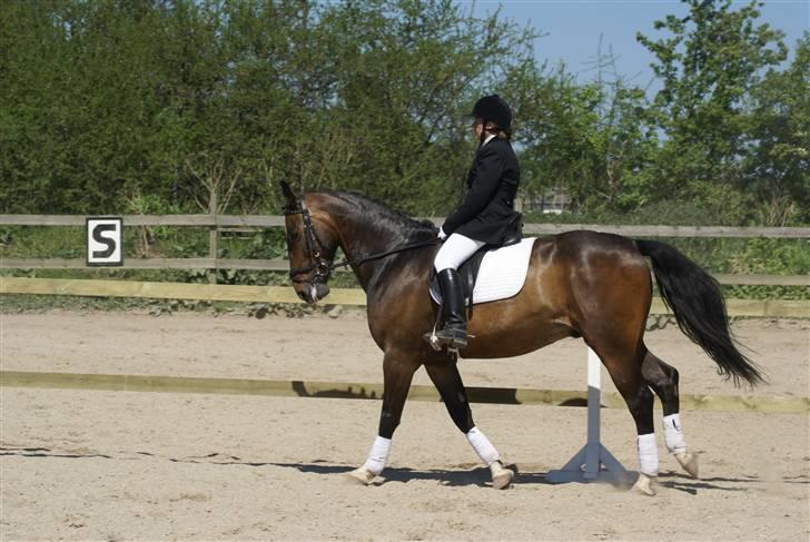 Anden særlig race Hector - Dressur på Herlev rideskole billede 4