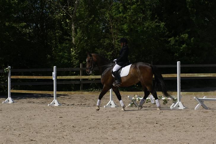 Anden særlig race Hector - Dressur på Herlev rideskole billede 5
