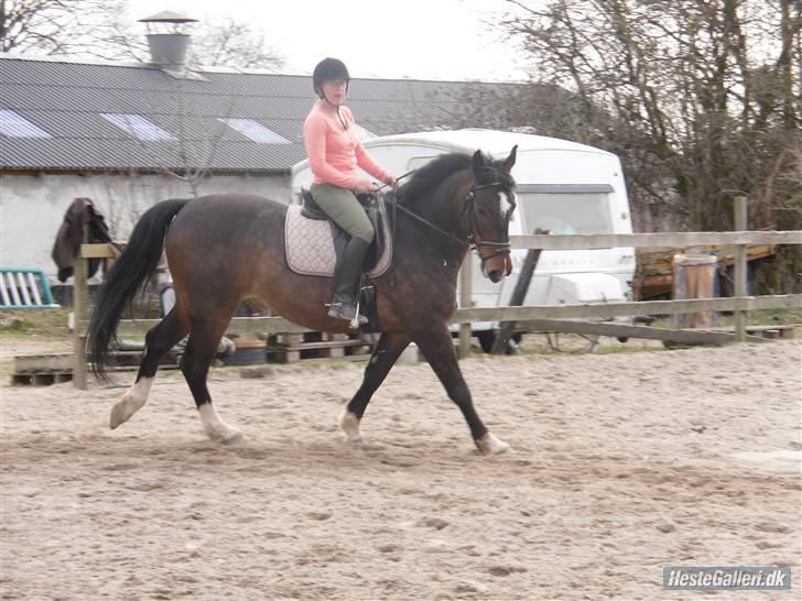 Anden særlig race Hector - Dressur på Herlev rideskole :) billede 6