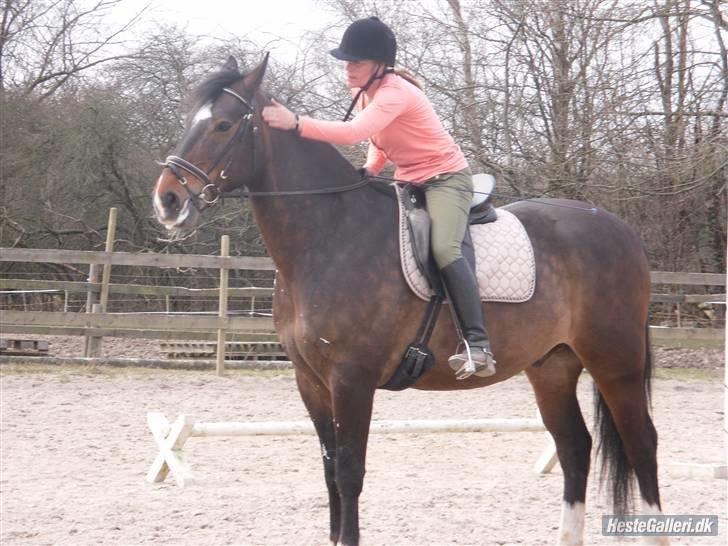 Anden særlig race Hector - Dressur på Herlev rideskole og lige et klam til min elskede hest :) billede 7
